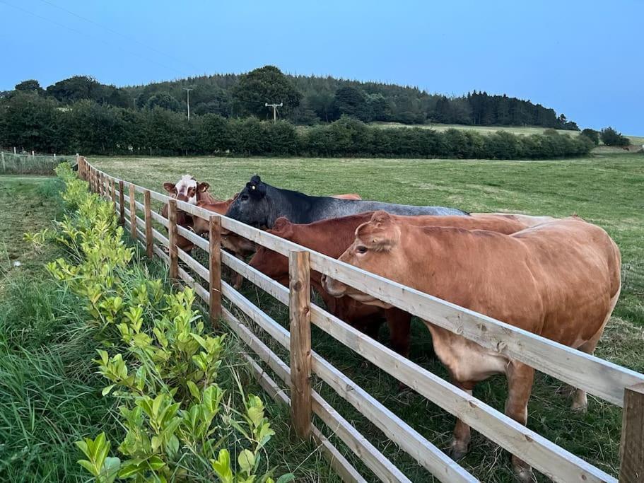 Foxhall Farm Thirsk Zewnętrze zdjęcie